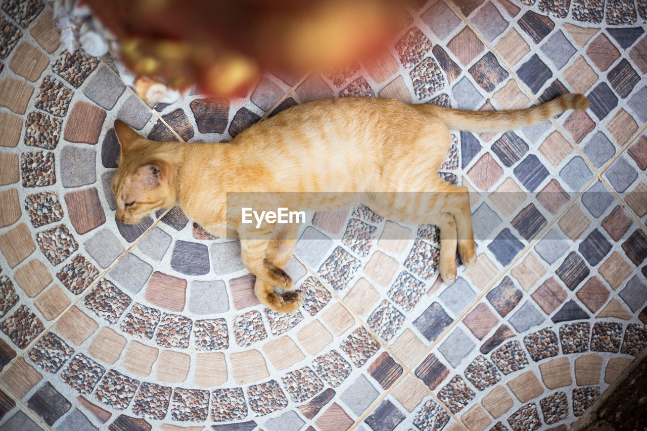 Portrait of a cat lying on tiled floor