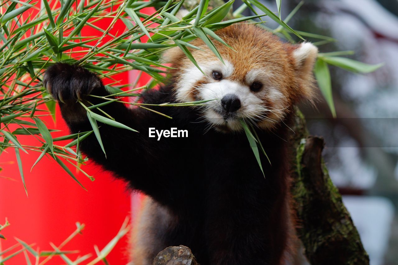 Close-up of red panda on tree