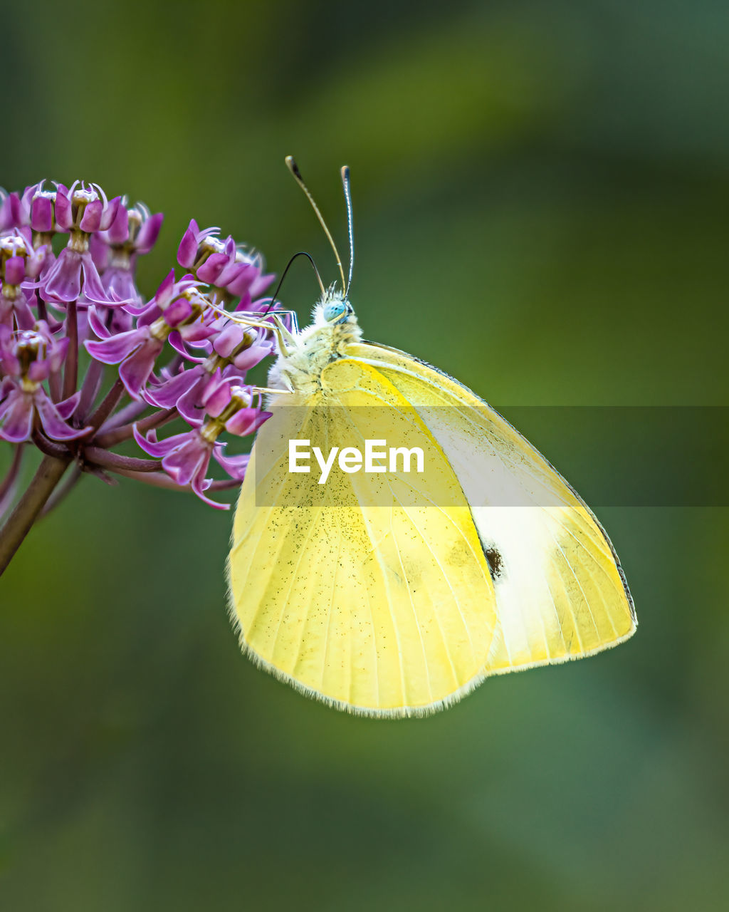 CLOSE-UP OF BUTTERFLY POLLINATING FLOWER