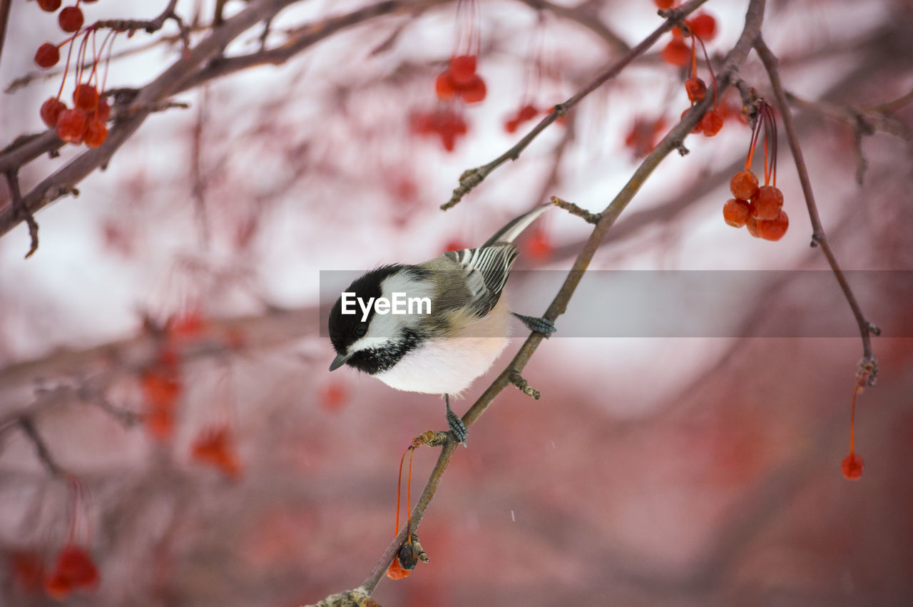tree, spring, bird, plant, branch, animal, animal themes, flower, animal wildlife, nature, beauty in nature, wildlife, no people, blossom, fruit, one animal, twig, red, outdoors, springtime, close-up, winter, focus on foreground, food, day, perching, leaf, pink, cherry blossom, flowering plant, growth, food and drink, plum blossom, macro photography