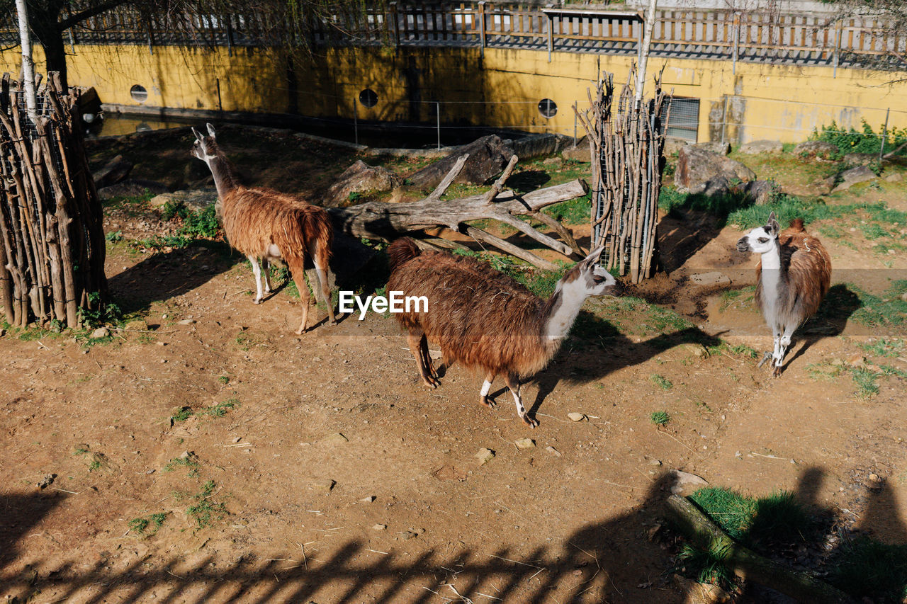 animal, animal themes, group of animals, zoo, nature, sunlight, mammal, fence, animal wildlife, no people, day, domestic animals, livestock, wildlife, shadow, land, bird, plant, outdoors, agriculture, animals in captivity, pet, field, high angle view, llama, herbivorous