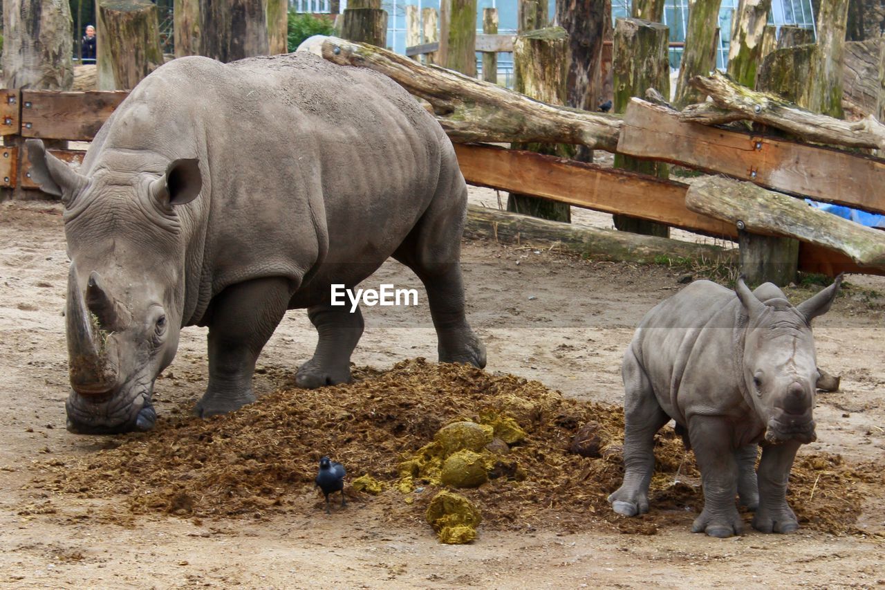 High angle view of rhinoceros on field at zoo