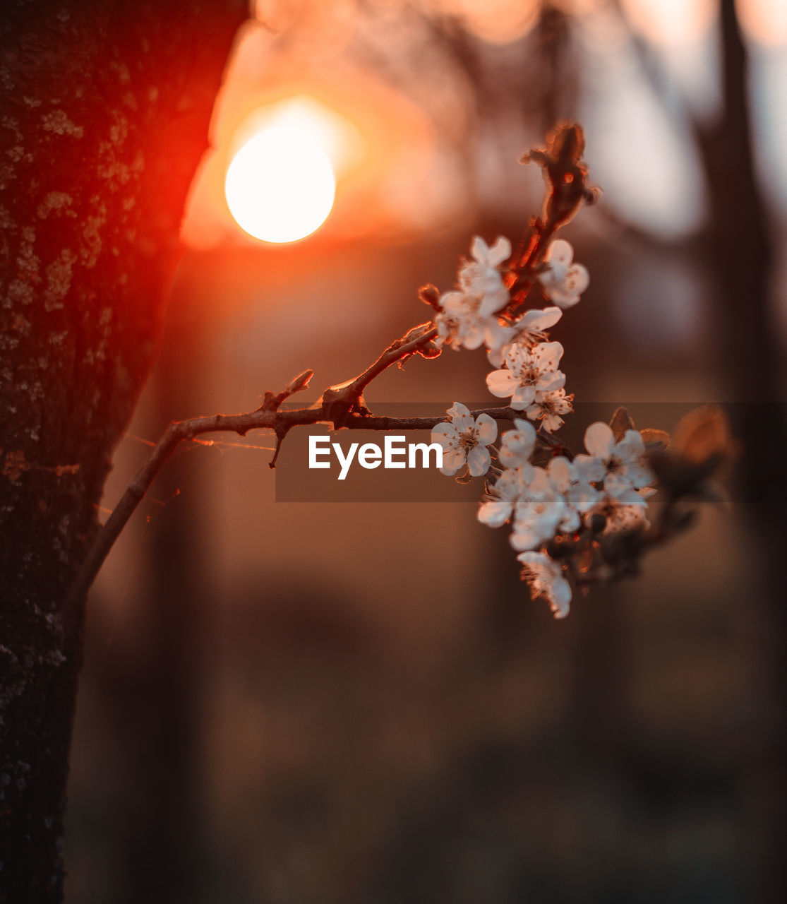 Close-up of cherry blossom