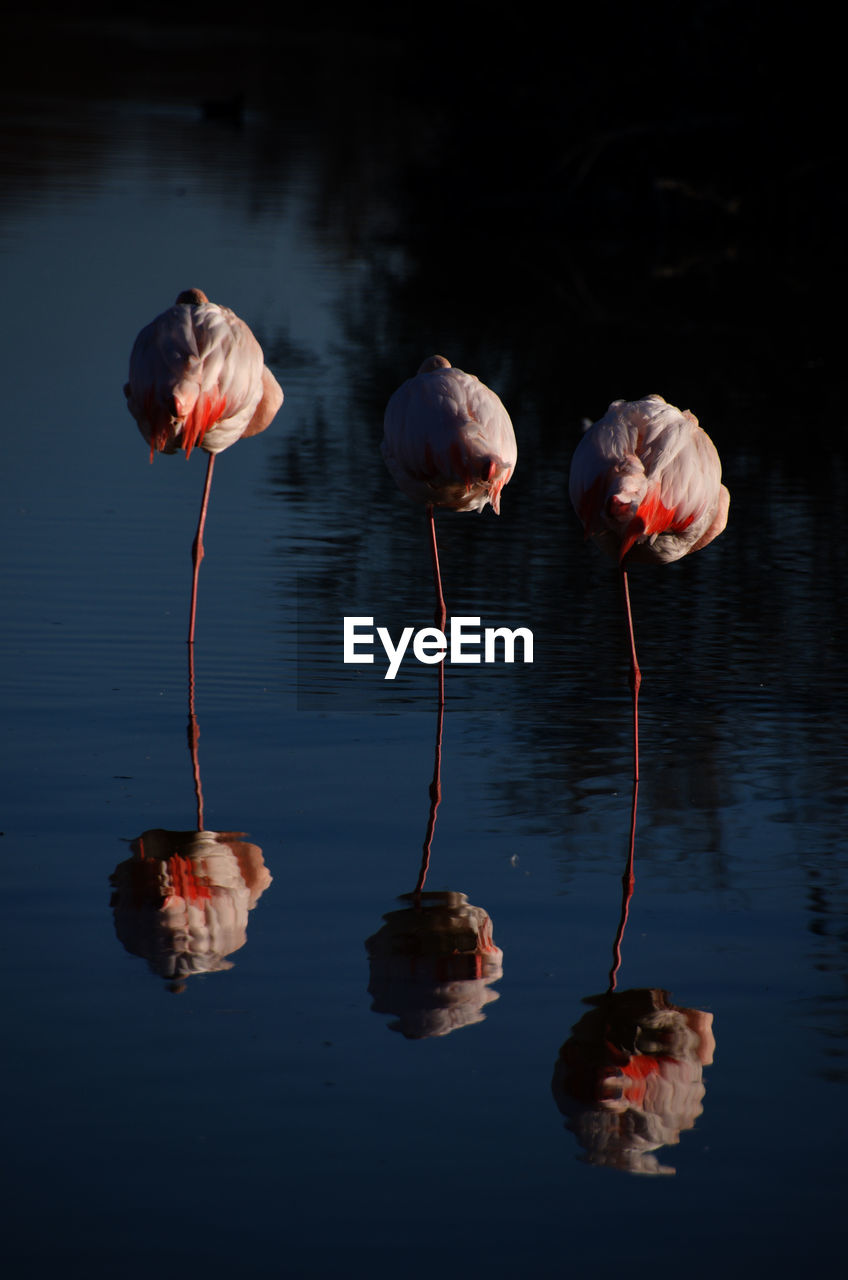 Flamingos in lake