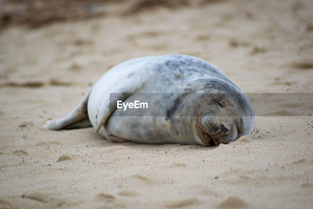 CLOSE-UP OF ANIMAL LYING ON BEACH