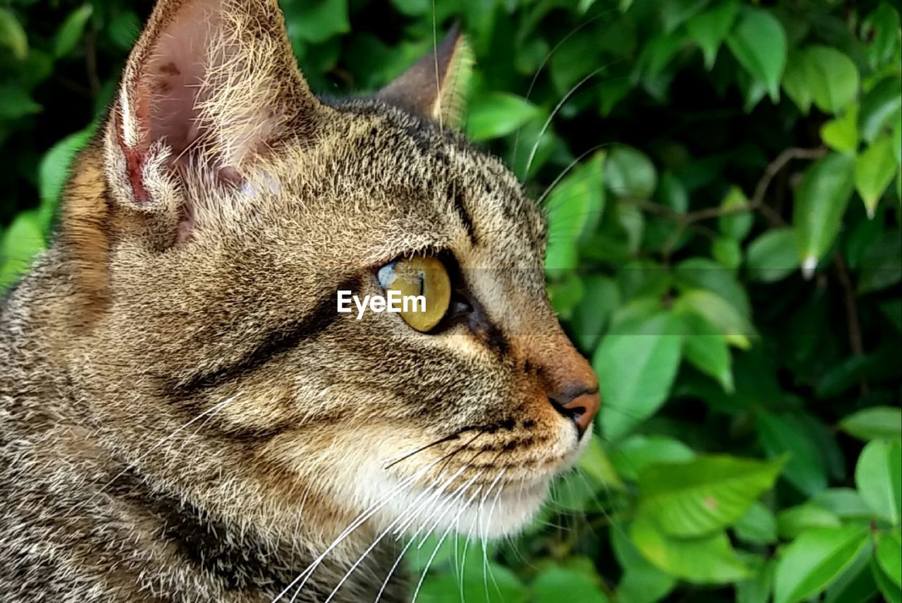 CLOSE-UP OF CAT WITH EYES