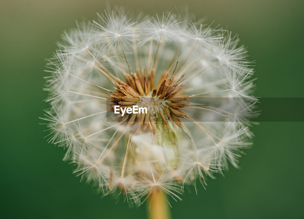 Close up of dandelion plant useful for wallpapers or backgrounds