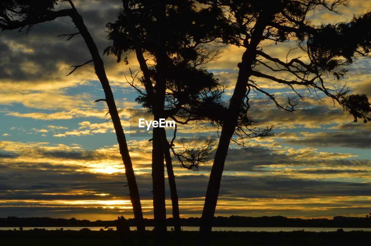 SILHOUETTE TREES AGAINST SKY DURING SUNSET