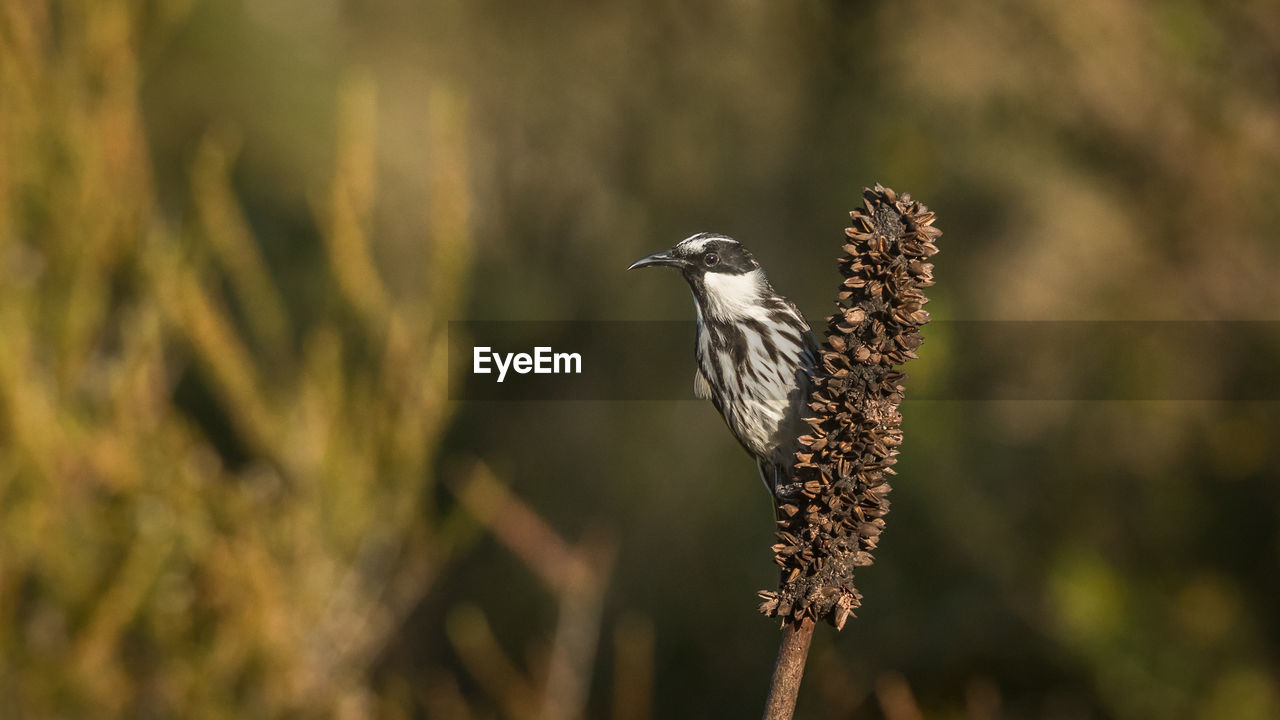 Close-up of a bird perching on a plant