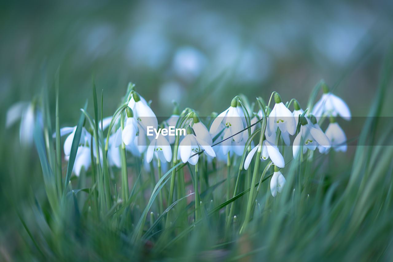 Snowdrops blooming on field