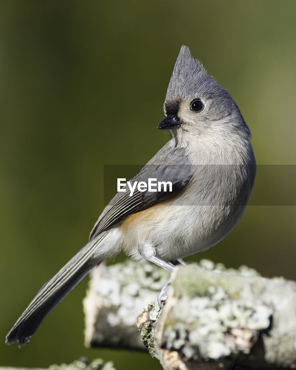 close-up of bird perching on tree