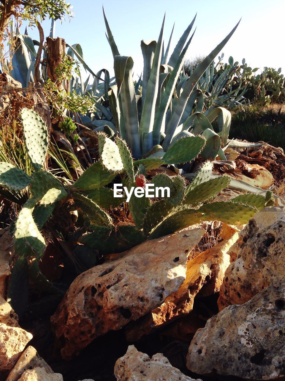 Close-up of cactus amidst rocks