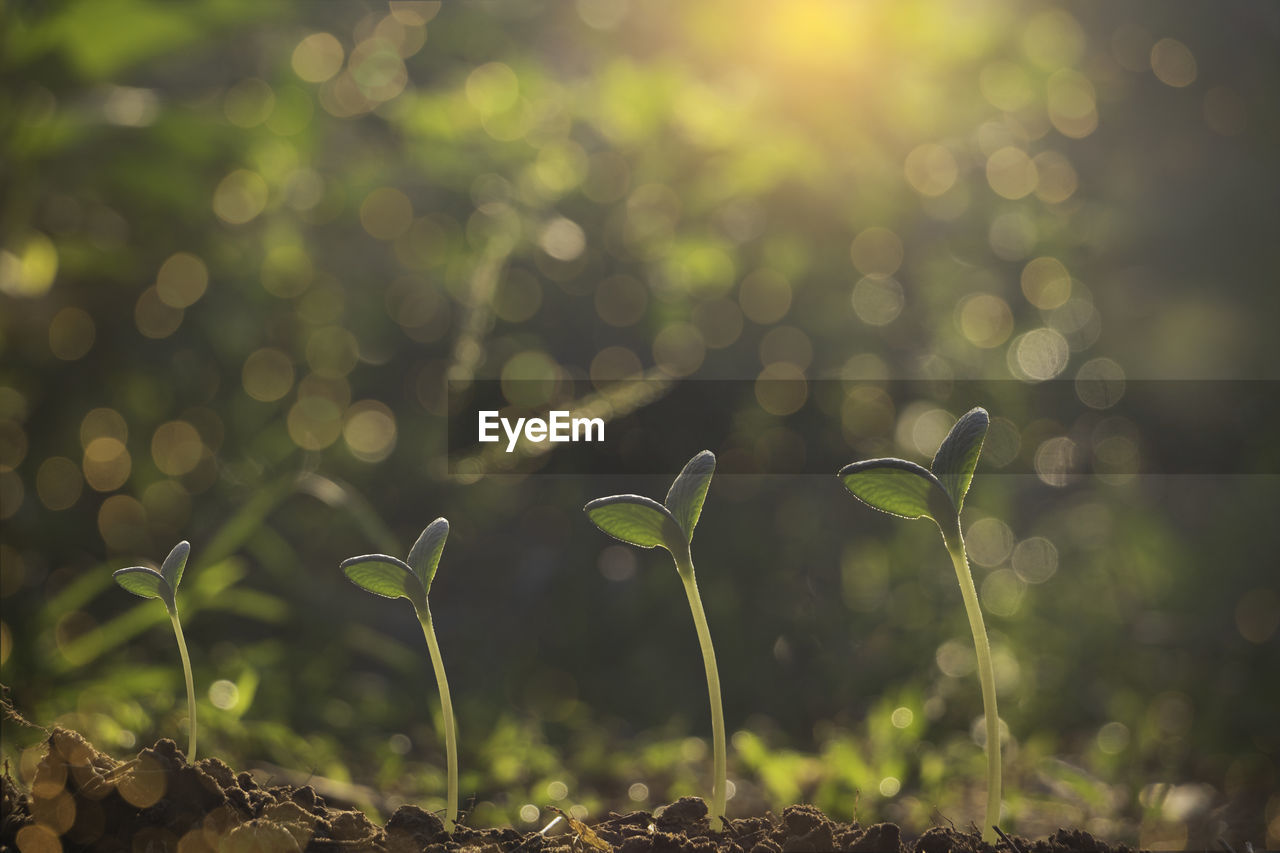close-up of plant growing on field
