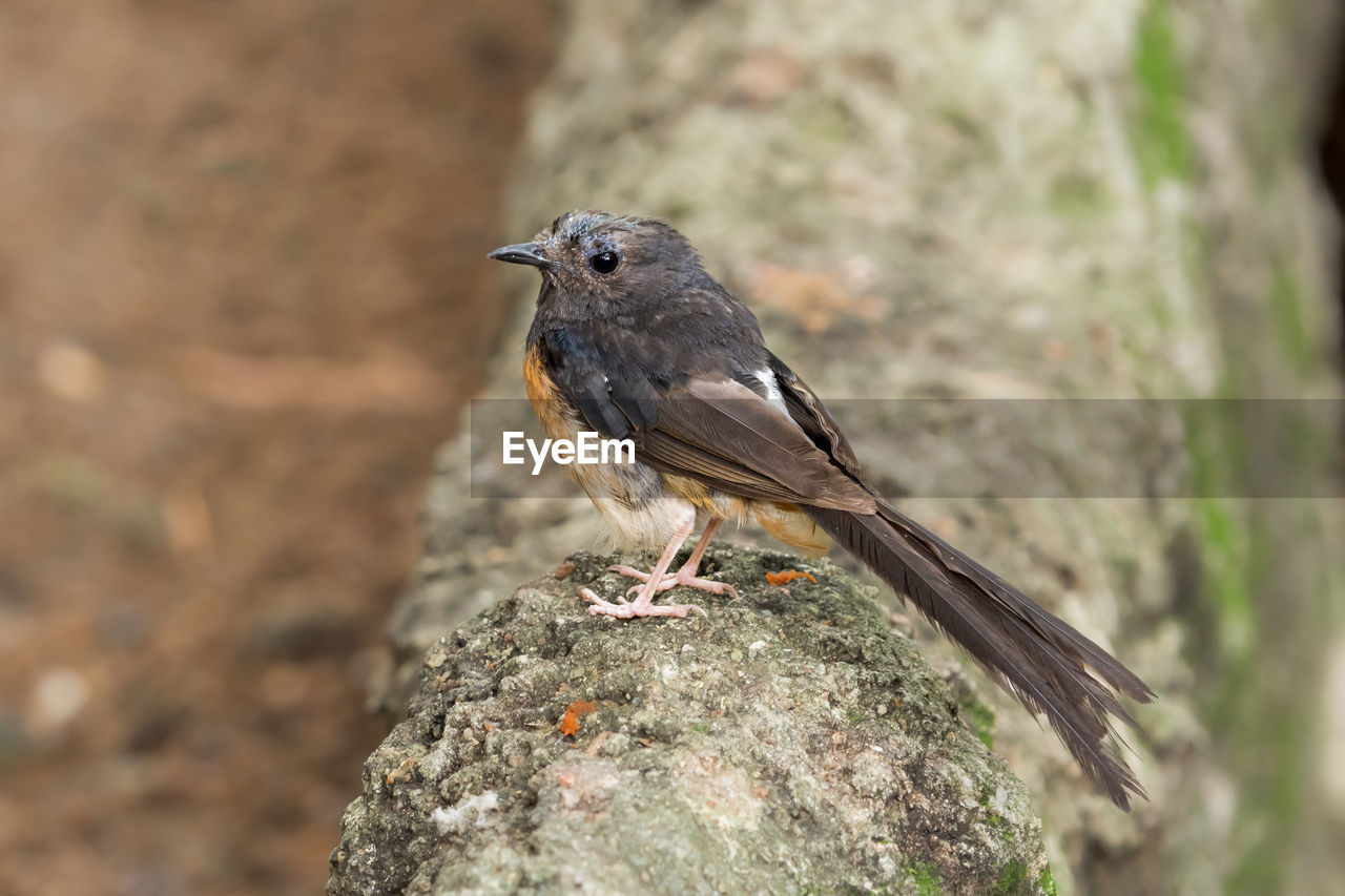 CLOSE-UP OF BIRD PERCHING ON ROCK AGAINST BLURRED BACKGROUND