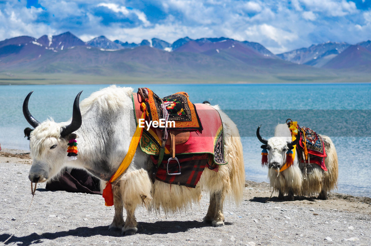 Two yaks on lakeshore in tibet