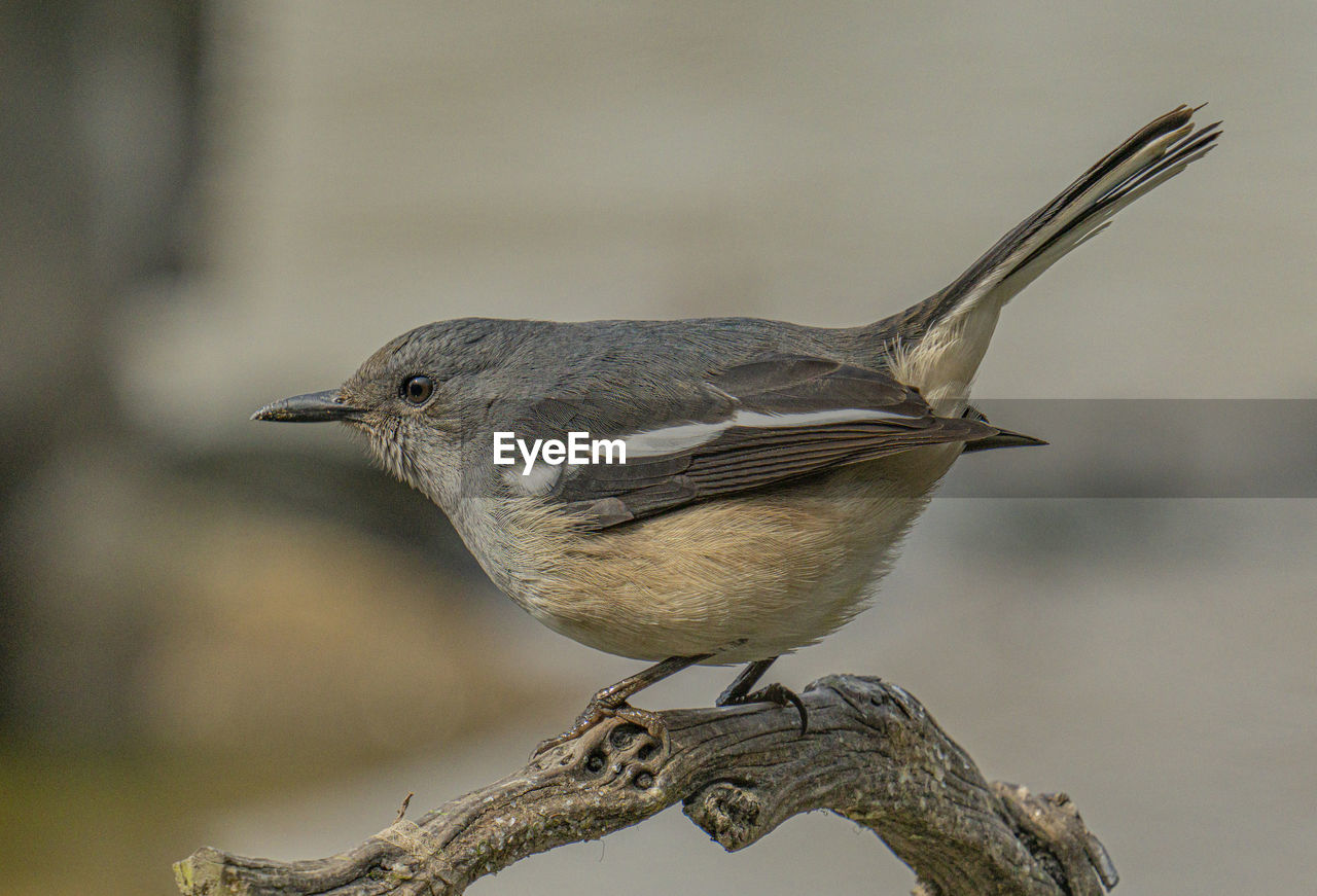 animal themes, animal, bird, animal wildlife, wildlife, one animal, beak, perching, branch, full length, focus on foreground, close-up, no people, nature, side view, songbird, outdoors, day, beauty in nature, tree