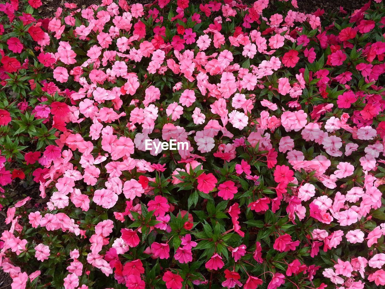 High angle view of pink flowering plants