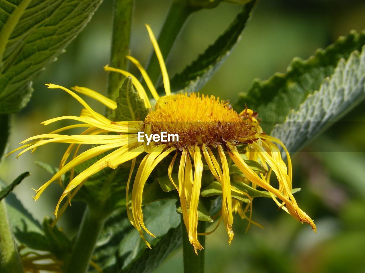 CLOSE-UP OF YELLOW SUNFLOWER