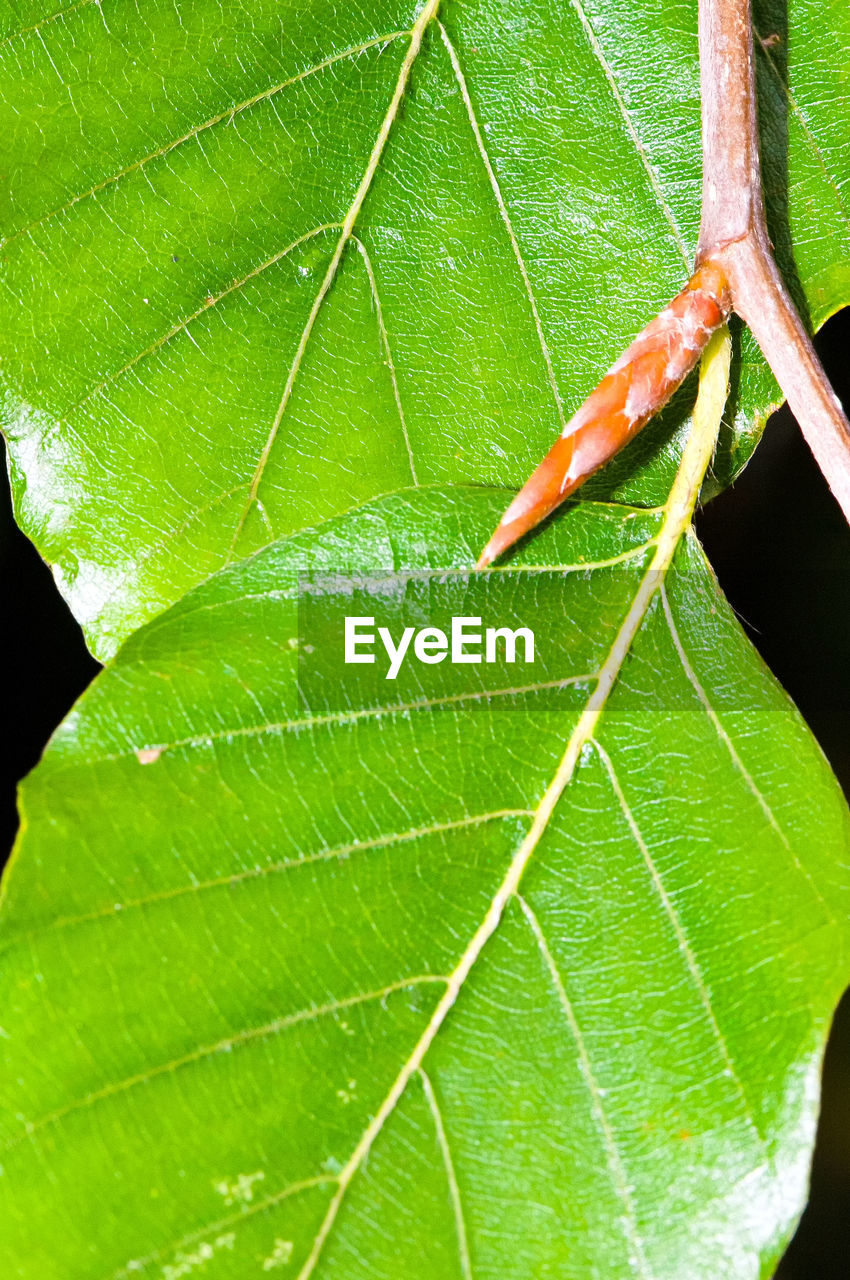 CLOSE-UP OF GRASSHOPPER ON LEAF