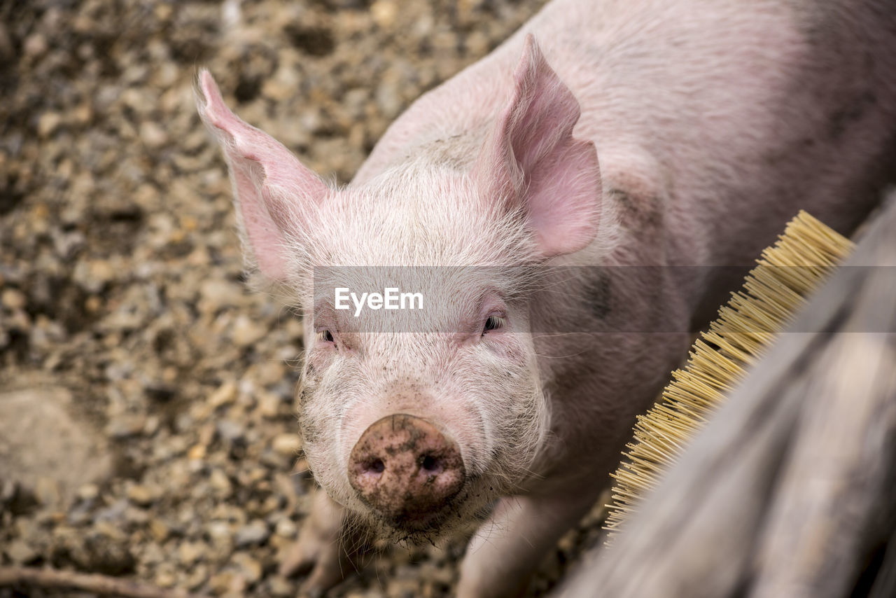 CLOSE-UP PORTRAIT OF PIG OUTDOORS
