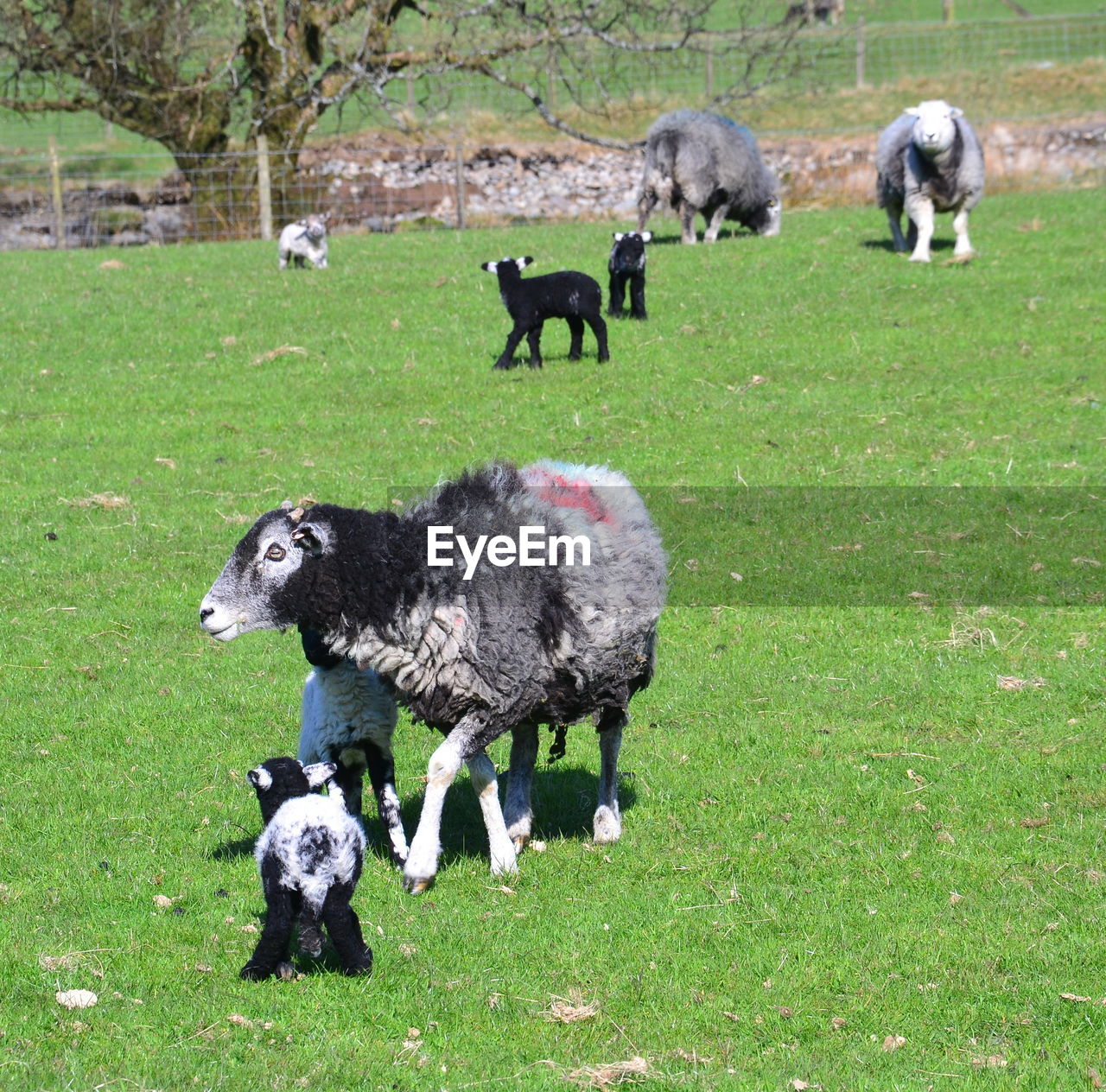 Sheep and lambs in a field in cumbria, england, uk