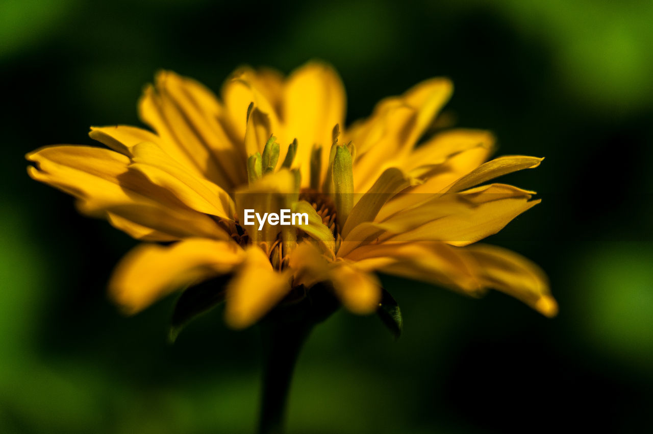 CLOSE-UP OF YELLOW FLOWERING PLANTS