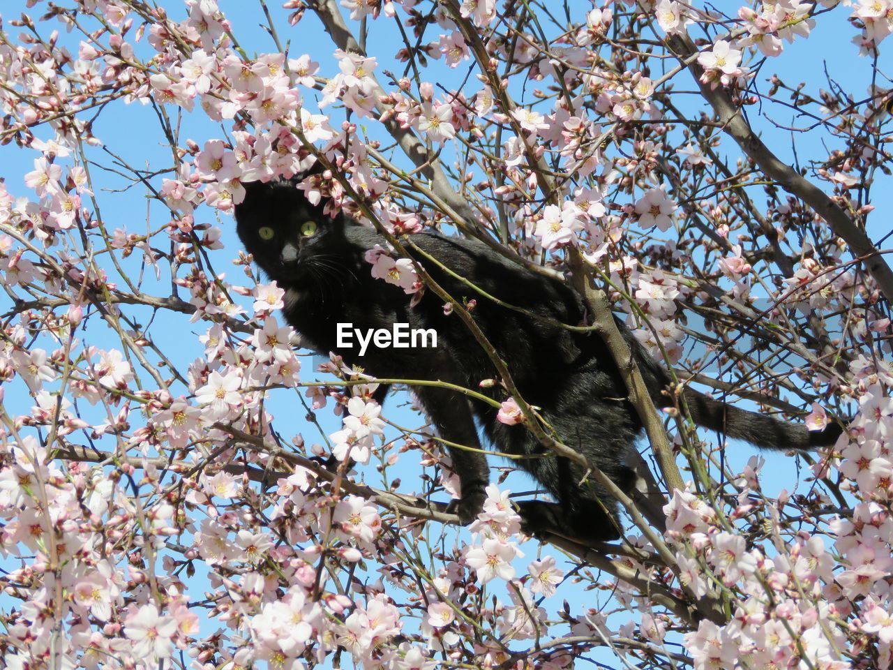 LOW ANGLE VIEW OF CHERRY BLOSSOMS ON BRANCH