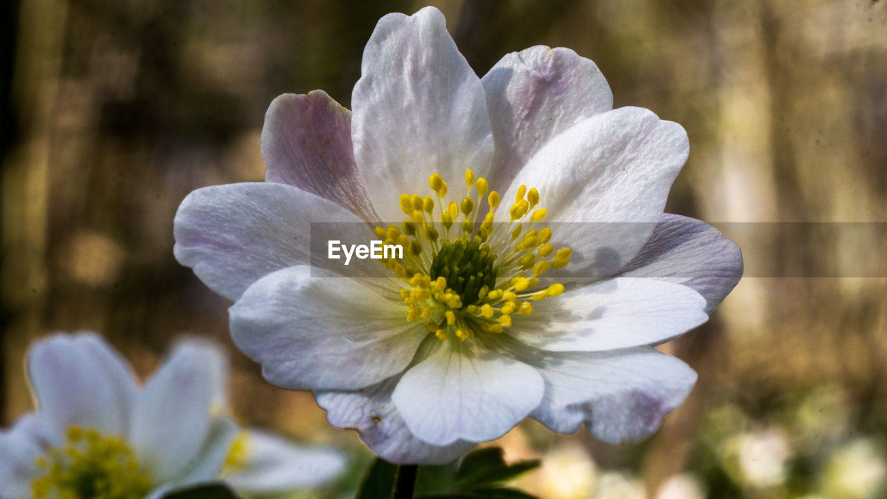 CLOSE UP OF WHITE FLOWER