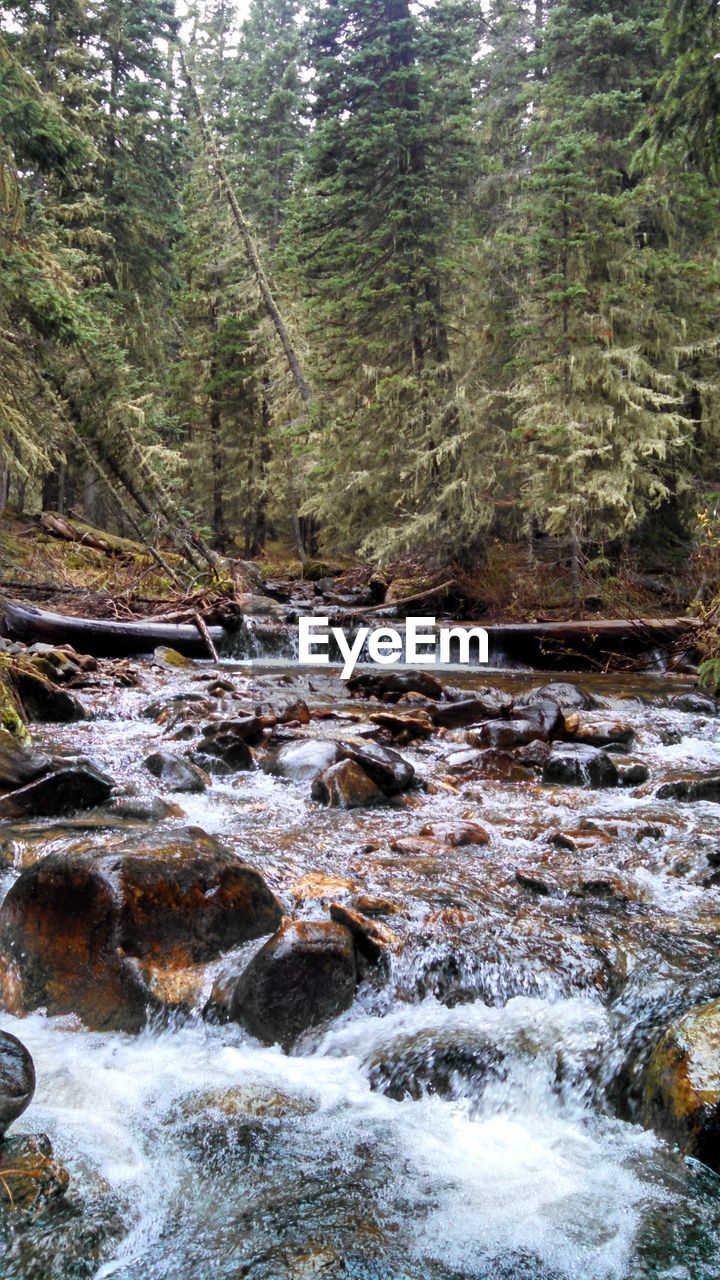 SCENIC VIEW OF RIVER FLOWING THROUGH ROCKS IN FOREST