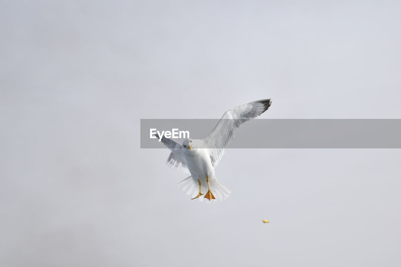 LOW ANGLE VIEW OF SEAGULLS FLYING