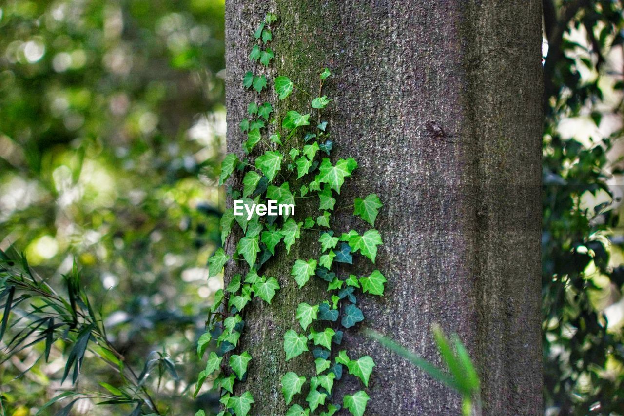 CLOSE-UP OF MOSS ON TREE TRUNK