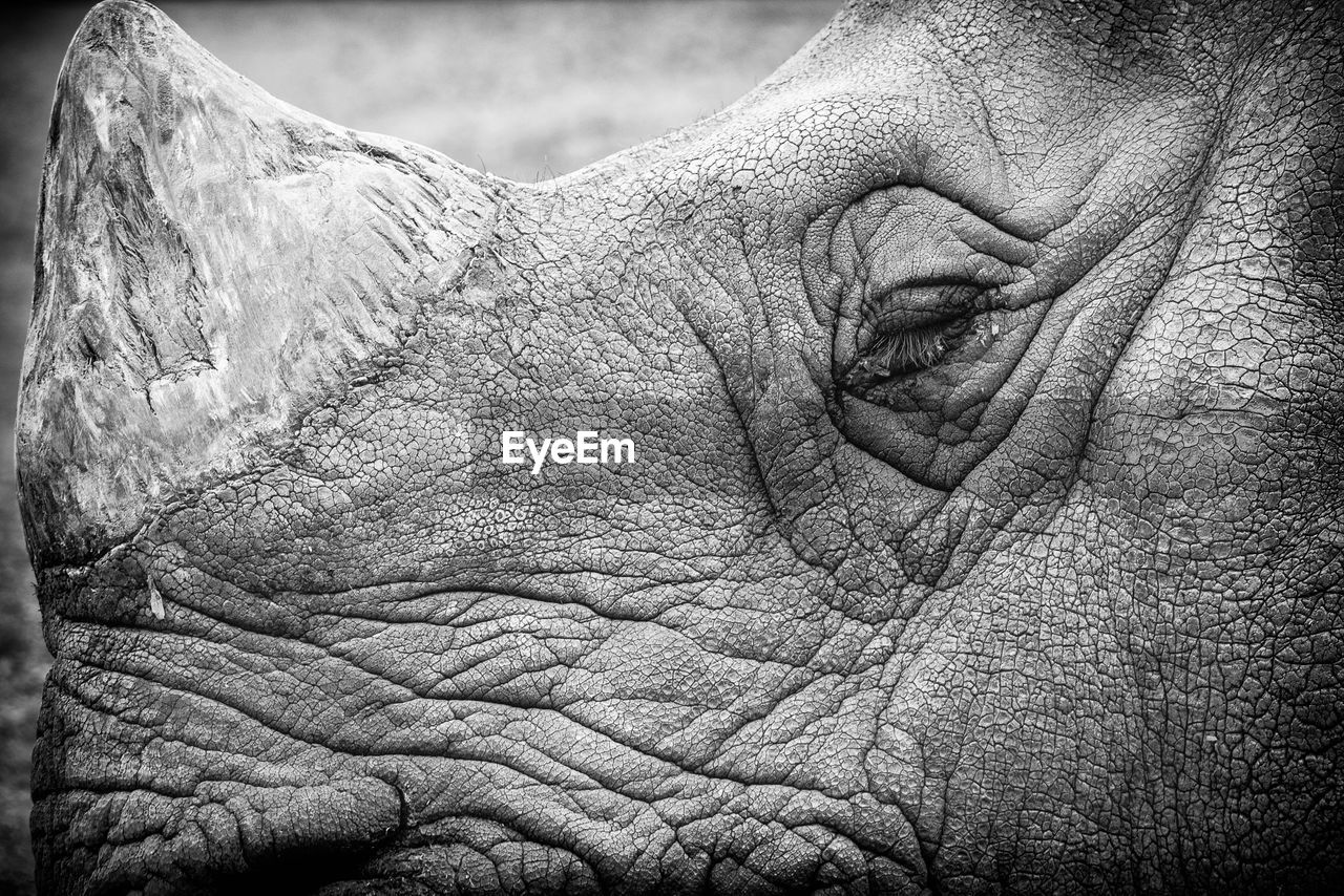 Close-up of rhinoceros