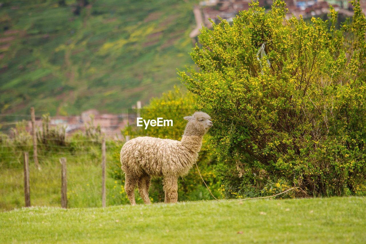 SHEEP STANDING IN FARM