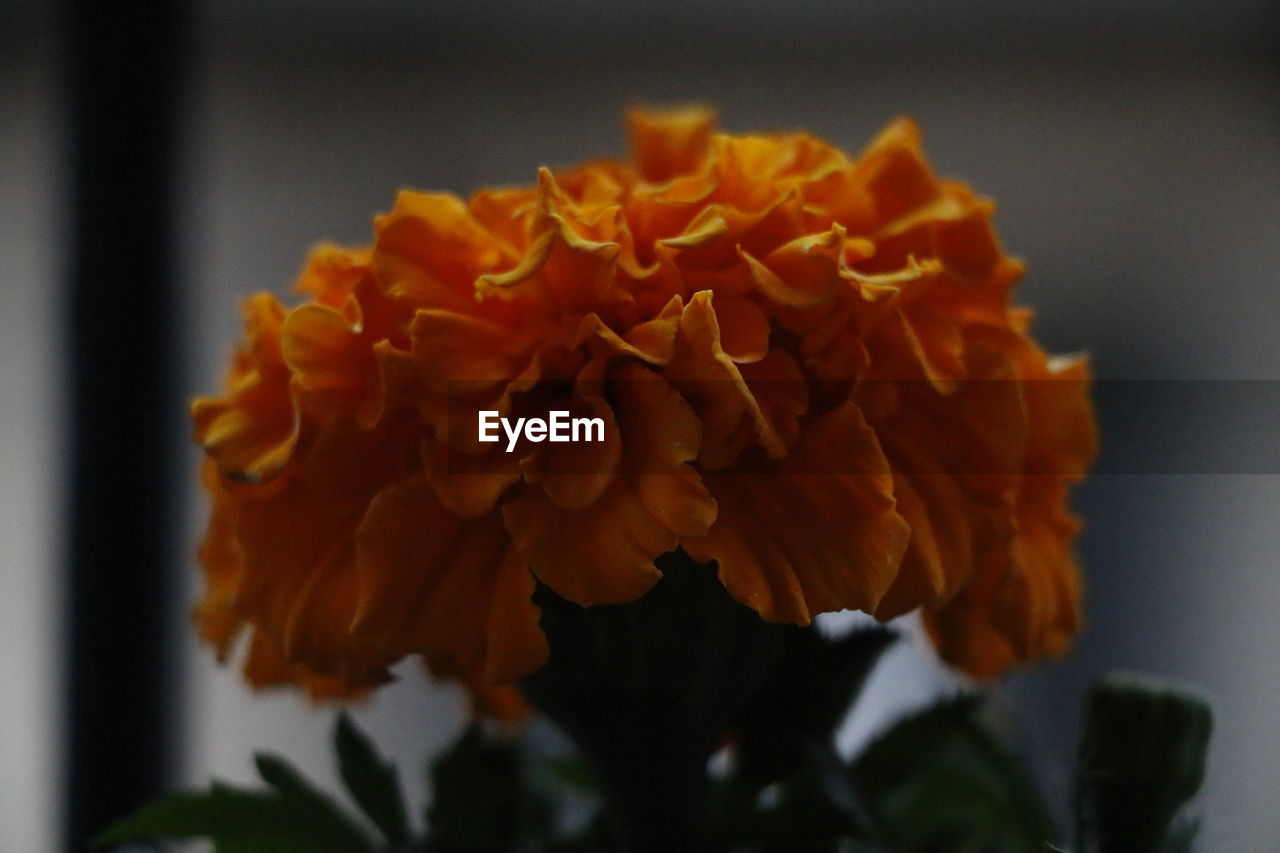 Close-up of orange marigold blooming indoors