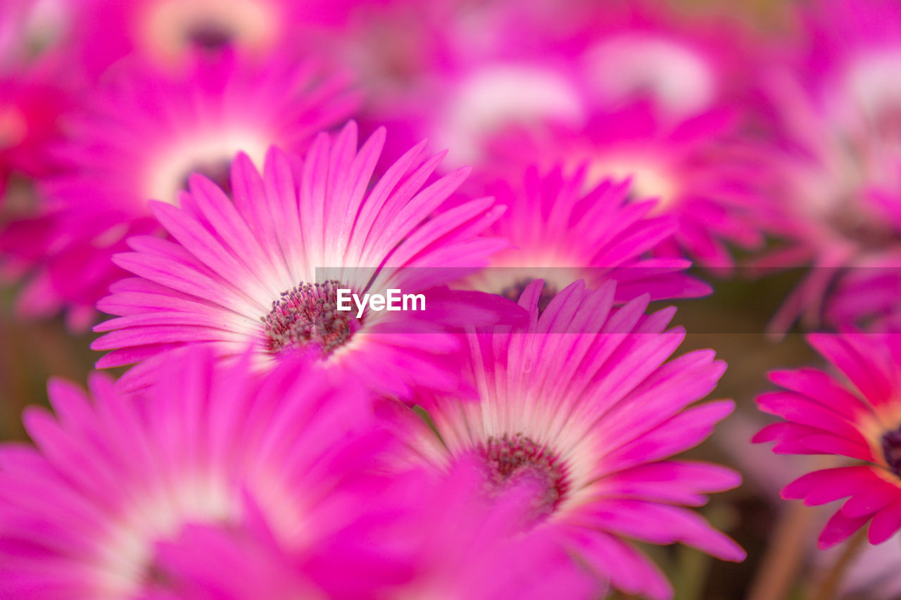 flower, flowering plant, plant, freshness, beauty in nature, pink, macro photography, close-up, petal, flower head, nature, growth, inflorescence, fragility, no people, ice plant, selective focus, purple, magenta, blossom, outdoors, pollen, vibrant color, backgrounds, springtime, summer, botany
