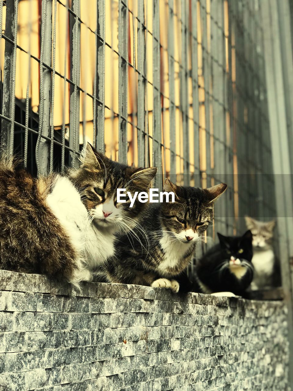 Cat lying on a fence