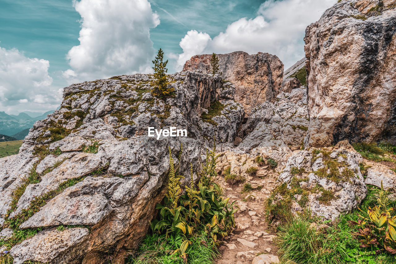 Small tree on the rocks in the dolomites, italy. hiking trail in the nature reserve of the ampezzo 