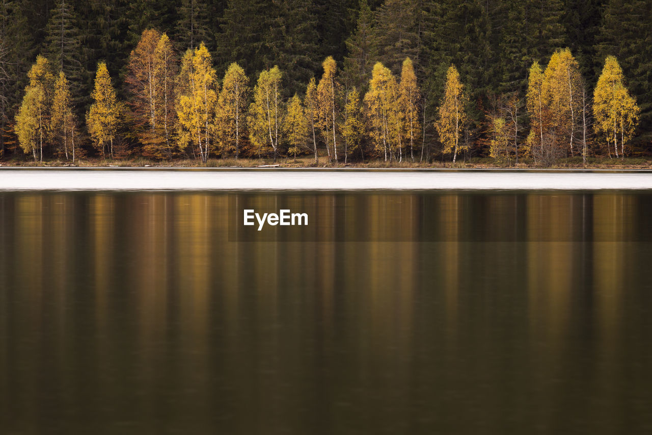 Scenic view of lake in forest