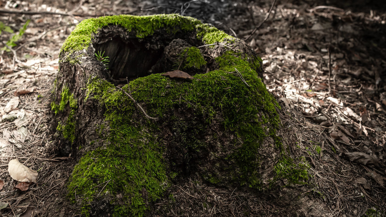 CLOSE-UP OF MOSS GROWING ON TREE TRUNK