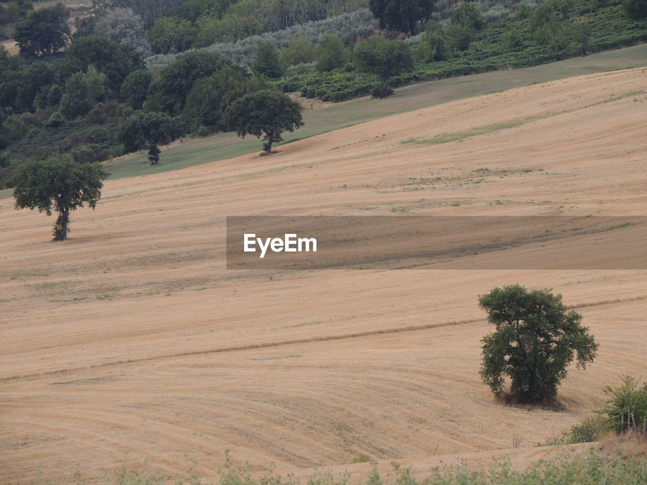 plant, tree, landscape, land, environment, plain, scenics - nature, natural environment, growth, field, soil, nature, beauty in nature, tranquility, agriculture, tranquil scene, rural scene, hill, rural area, plateau, day, grassland, non-urban scene, no people, outdoors, high angle view, farm, steppe, idyllic, green, grass, prairie