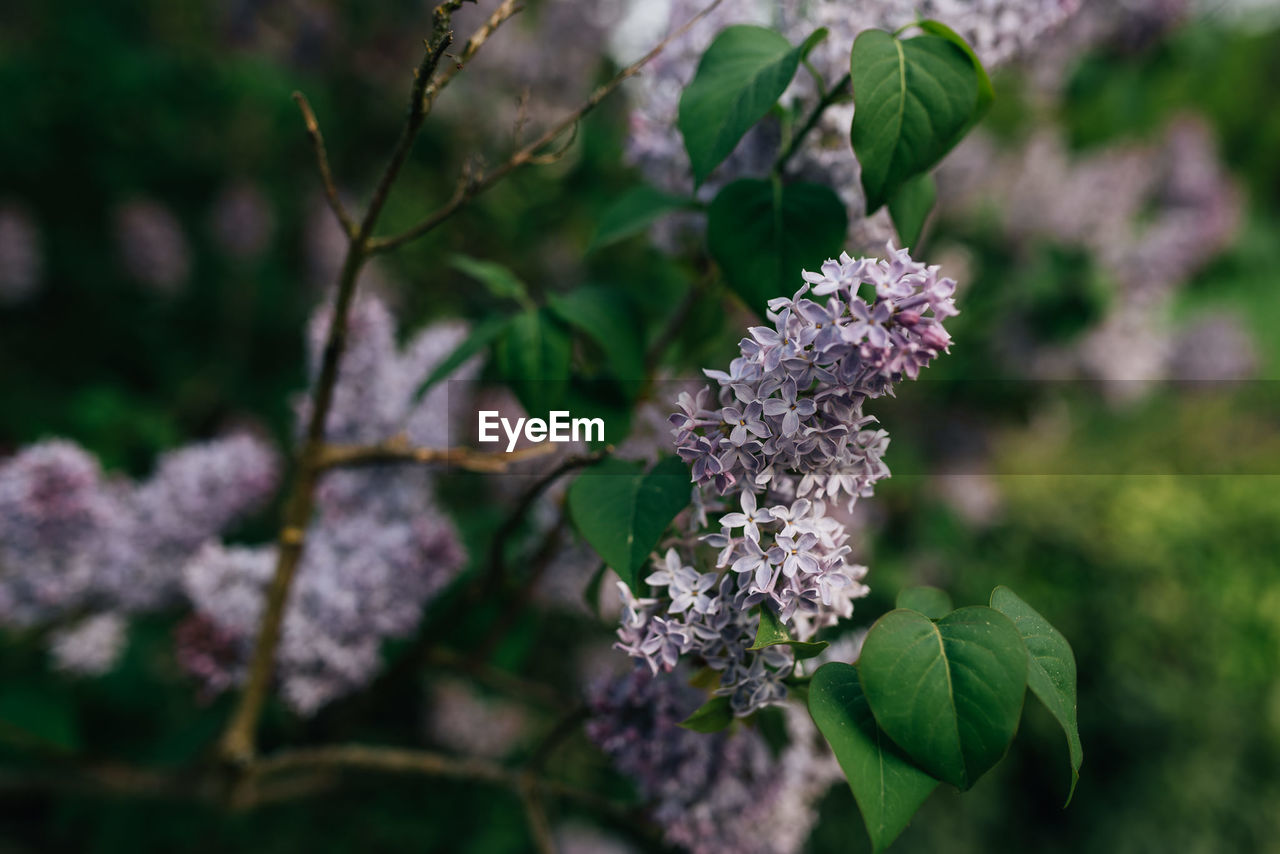 Close-up of purple flowering plant