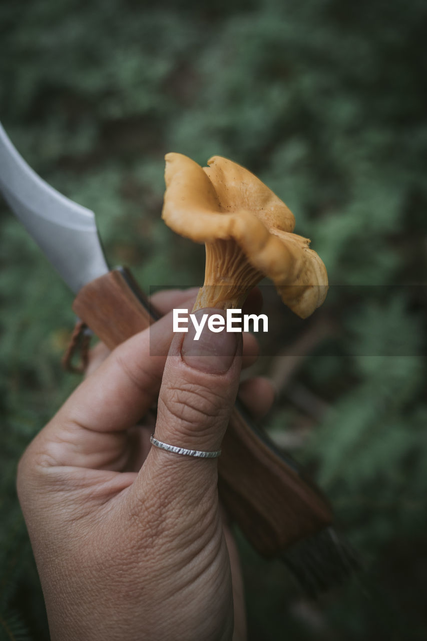 Hand holding knife and chanterelle mushroom