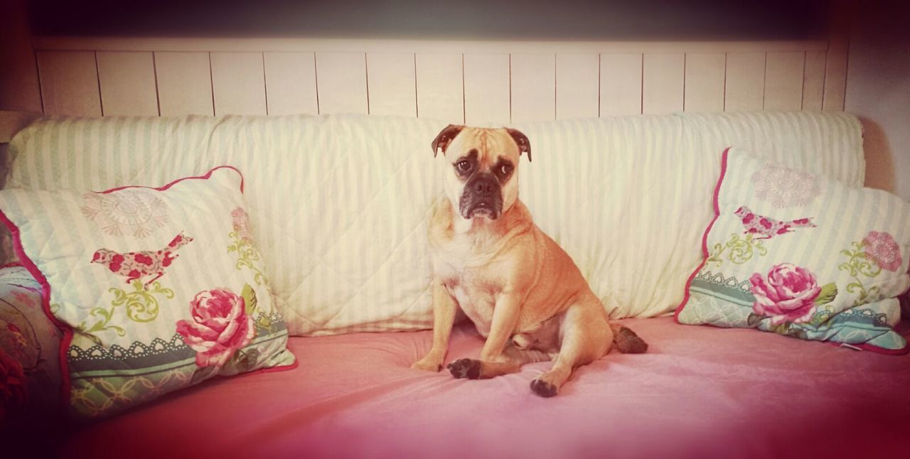 DOG STANDING ON SOFA