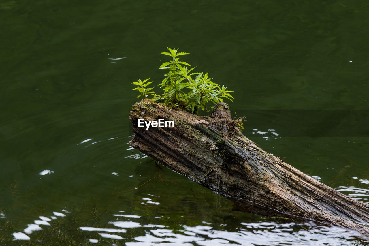 LIZARD ON WATER IN PARK