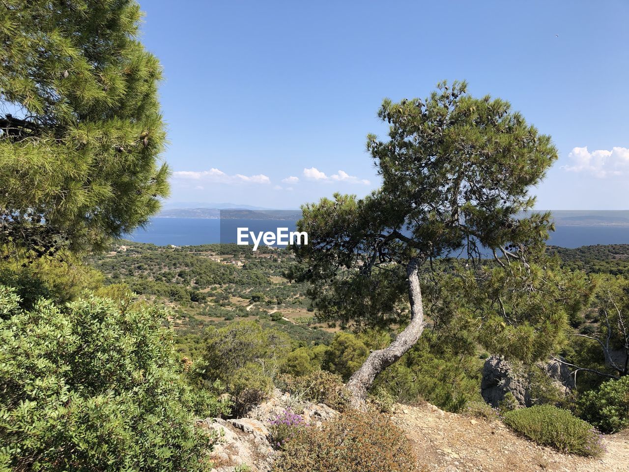 Trees on landscape against sky