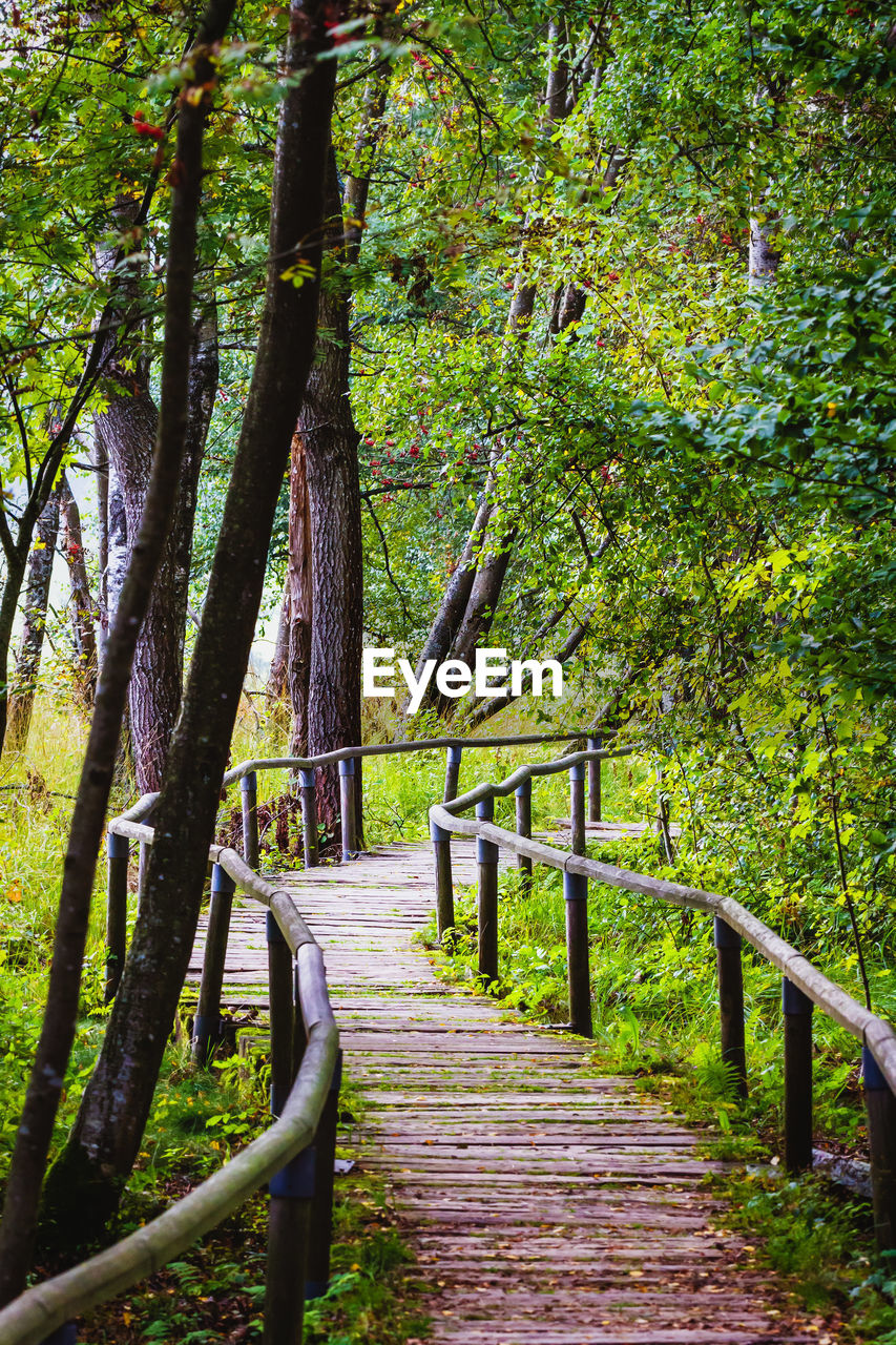 WOODEN FOOTBRIDGE IN FOREST