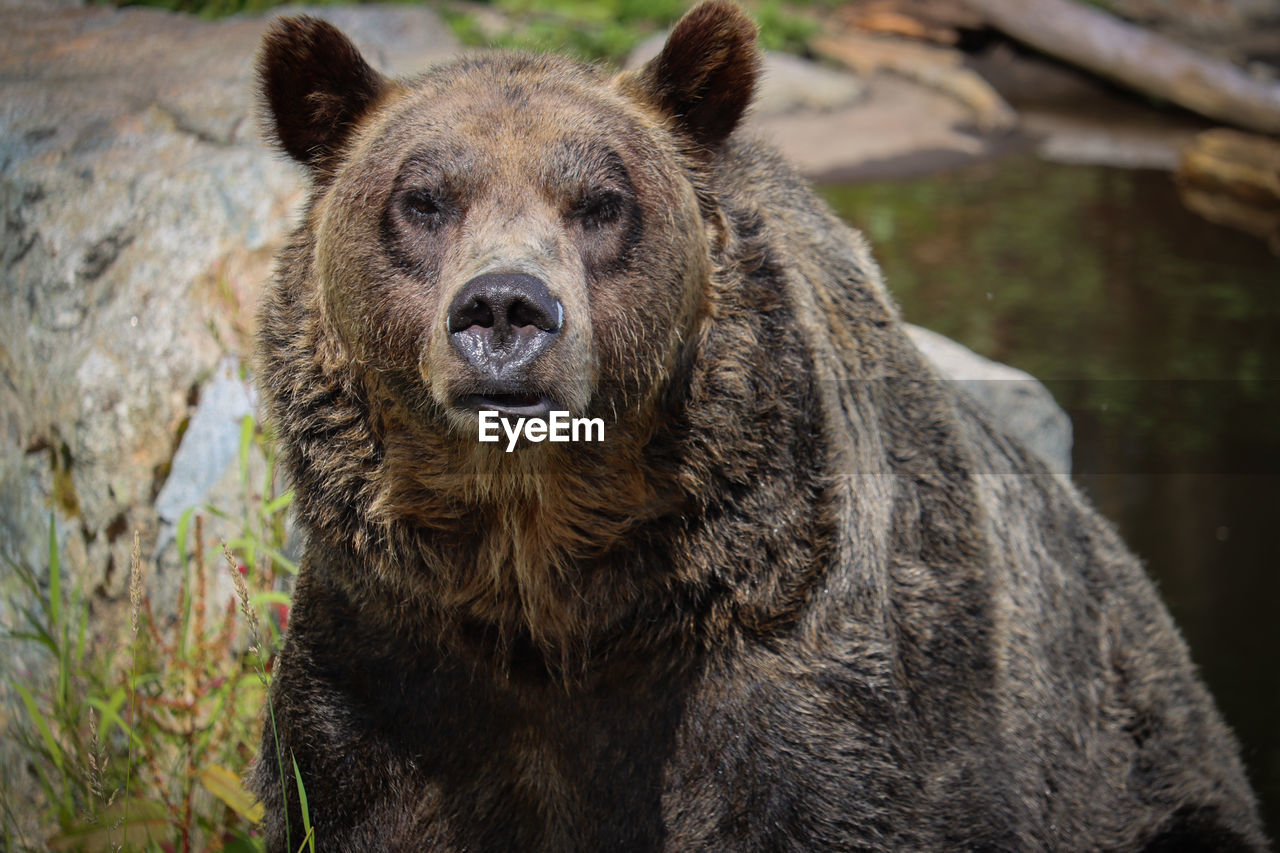 Close-up portrait of a bear