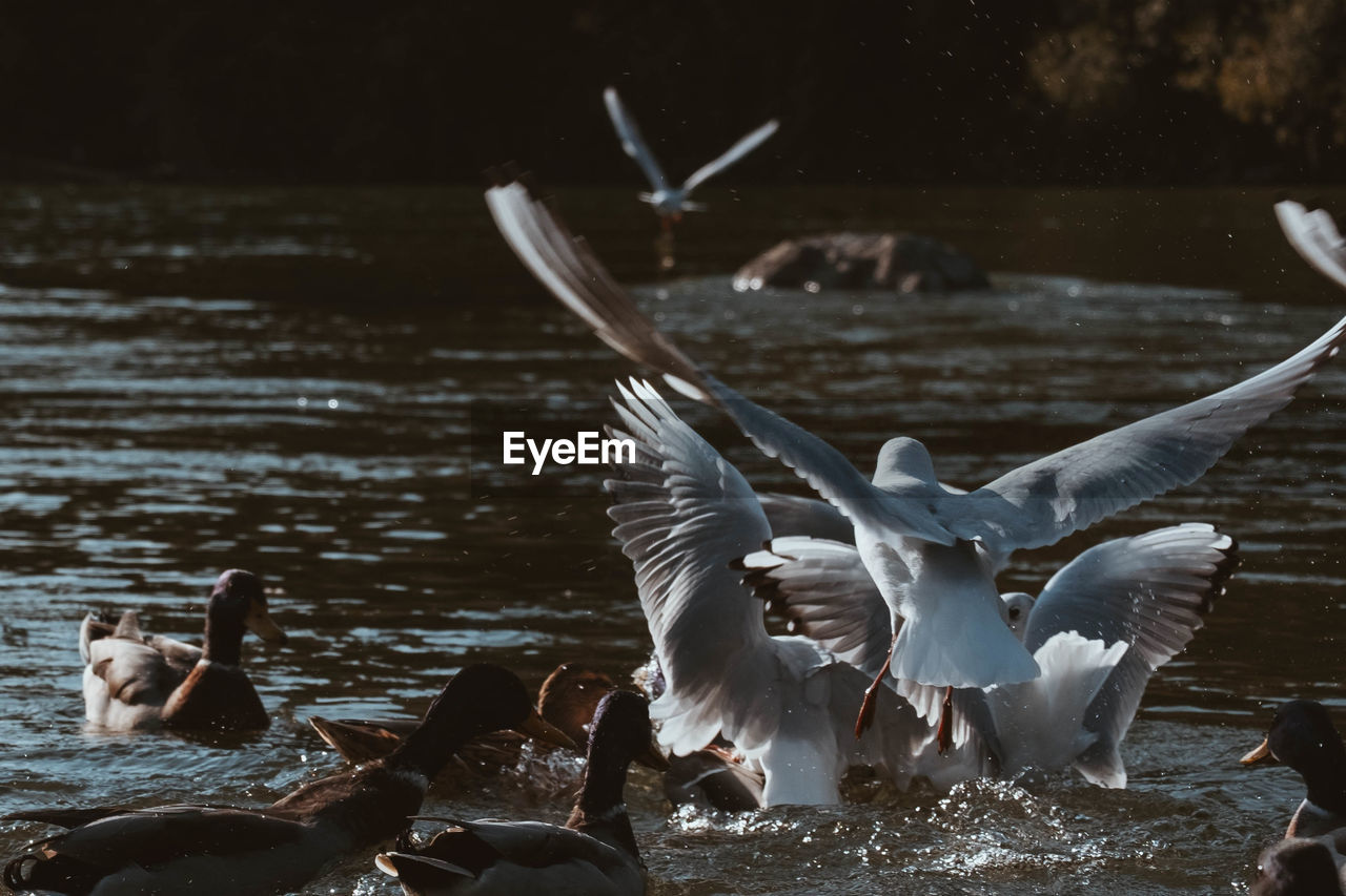 FLOCK OF BIRDS IN LAKE