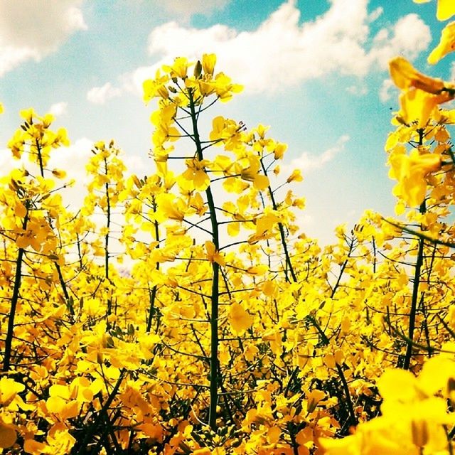 LOW ANGLE VIEW OF YELLOW FLOWERS AGAINST SKY