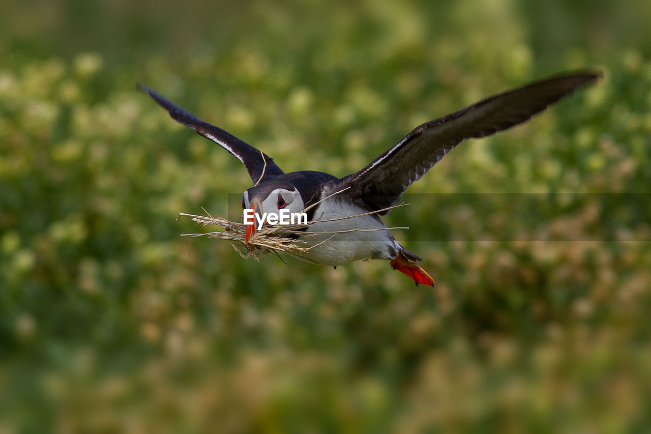 Close-up of atlantic puffin flying and carrying twigs